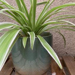 Spider Plant