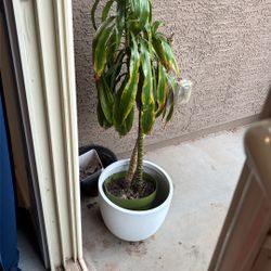 Real Dracaena Indoor Plant 