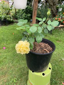 Fragrant rose