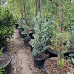Podocarpus Icee Blue