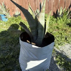 Maguey Agave Plant