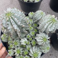 Rare/Specialty***super variegated Euphorbia Snow Storm cactus (8” pot full/lush plants) 95820