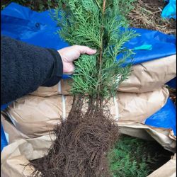 Bareroot Trees For Sale