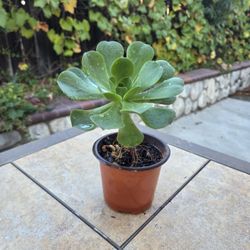 Aeonium Plant 