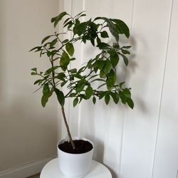 🍊homegrown Orange Tree 🍊