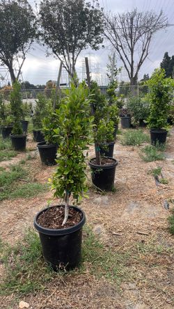 Ficus Nitida plant