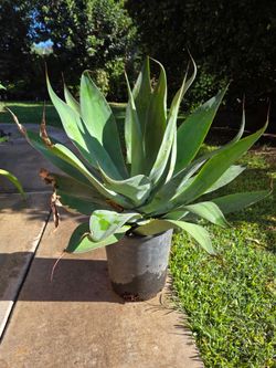 Foxtail Agave Plant