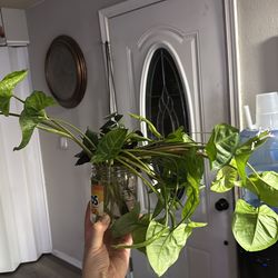 Bunch of Arrowhead plant cuttings and 3 Mona Lavender cuttings