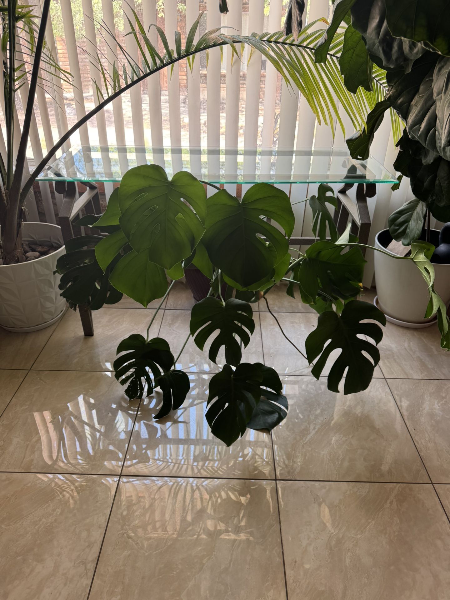 Large Monstera Plant