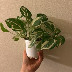 Pothos 'N'joy' Live Plant for Indoor | Different Houseplants in 4''' Pot | Real House Plant for Living Room, Office, Desk & Bathroom P2