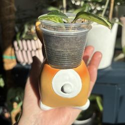 Hoya Snow Queen Plus Dog 🐕 Pot