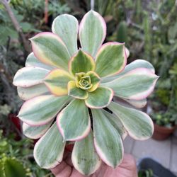 Sunburst Succulent Variegated Aeonium Plant