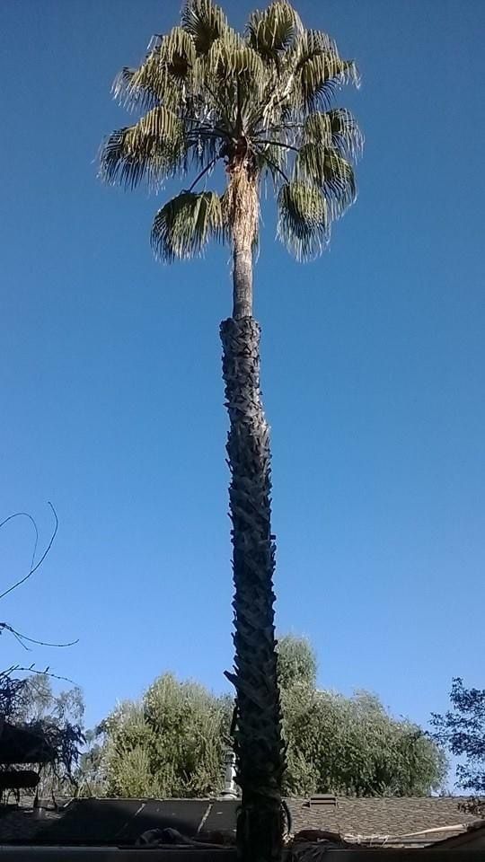 Tree 🌲 And Palm 🏝 And Clean Ups