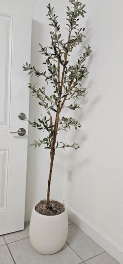 Olive Tree 7.5 ft