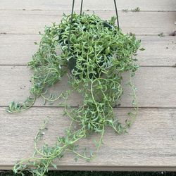 String of dophins Succulent, live plant in 6” nursery pot. ✔️ profile for more🪴 