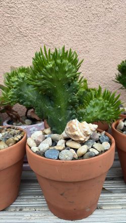 Euphorbia Lactea Cristata (Brain Cactus)