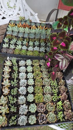Succulents  Suculentas 