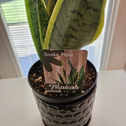 Household Plant Snake Plant Indoor Plant 