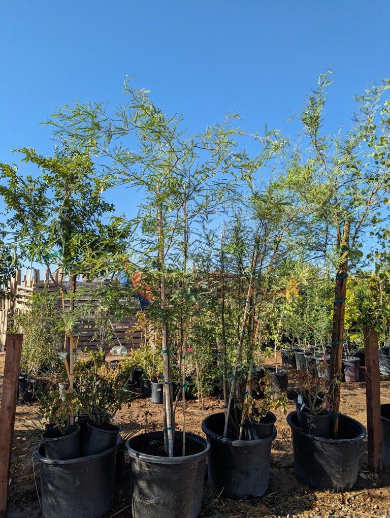 $225 Each Chilean Mesquite Thornless Delivery Is Available