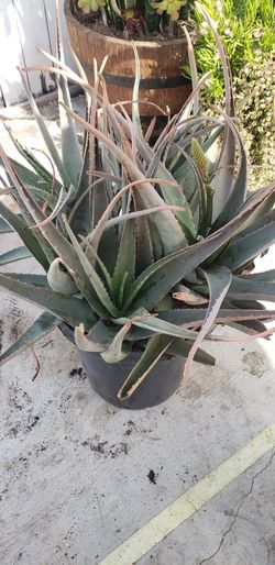 Aloe Vera Plant