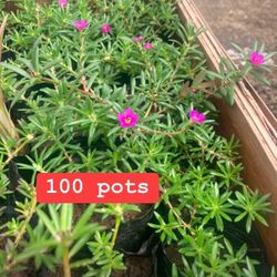 Plants Seashore Purslane mini flower plant 100pots
