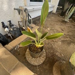 Best offer Bird Of Paradise Plant
