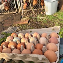 Chicken Eggs Organic