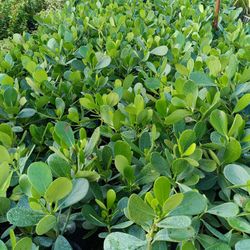 Clusia Privacy Hedge Plant ☘️☘️ 3gl $4.50