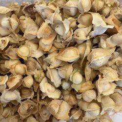 Moringa Seeds