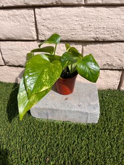 3” Pothos Plant