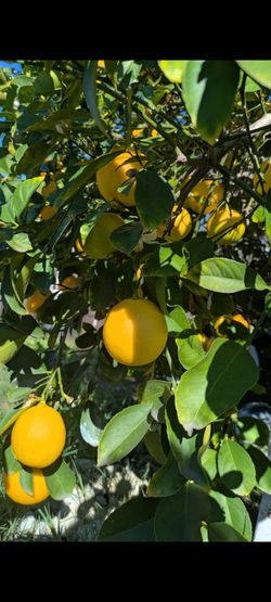 Lemon 4for $1