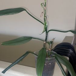 Silver Sword Narrow Form