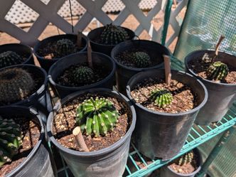 Easter Lily Cactus $5 Each