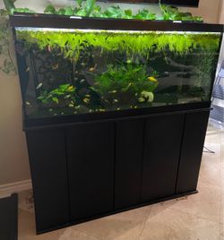 DWARF WATER LETTUCE for fish tank / aquarium or ponds FLOATING PLANT