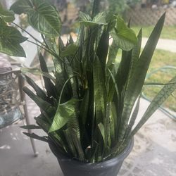 Gian snake plant
