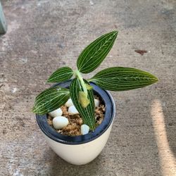 Golden Jewel Orchids