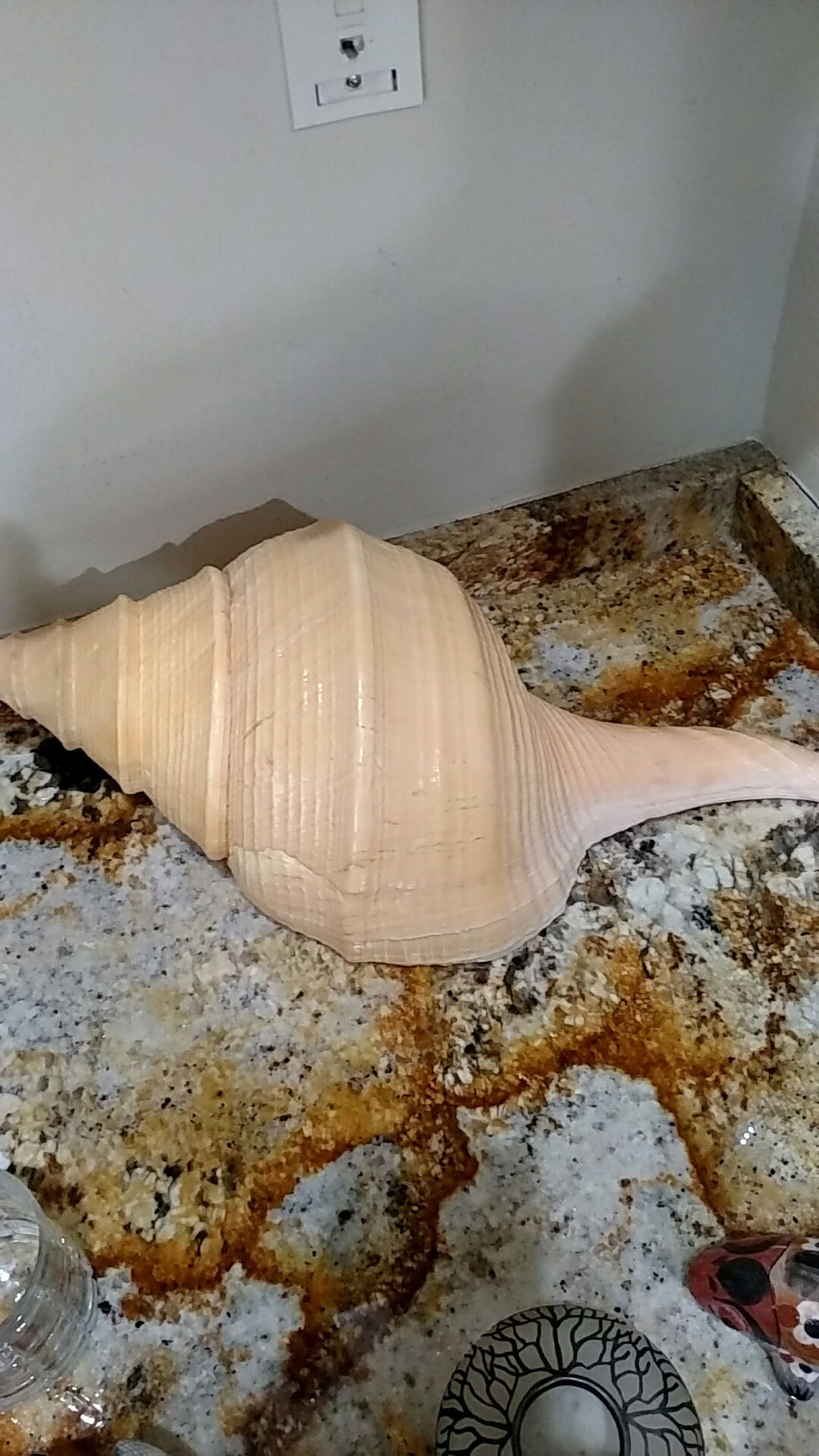 Shell 22"