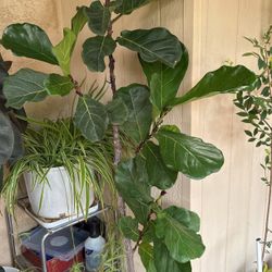 Ficus lyrata