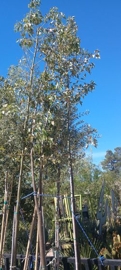 Shade trees.