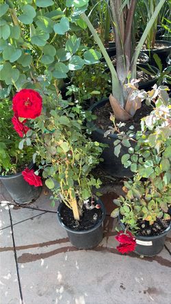 Flowers red