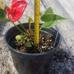 Anthurium Plant,  Live 