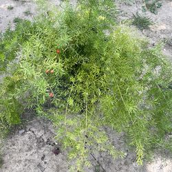 Asparagus plant