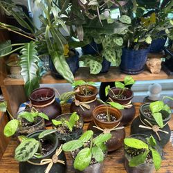 Maranta Prayer Plant In Glass Pot