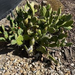 Prickly Pear Cacti (Free)