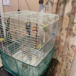 Bird Cage