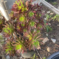 Aeonium Arboreum
