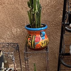 Castle Cactus Offspring