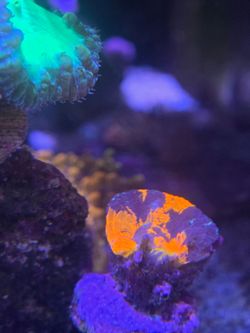 Fake Reef Aquarium Scoly Decoration