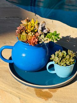 Teapot of succulents 1 set