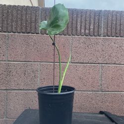 Monstera Plant In 6” Planter